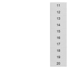 SIEMENS - Bezeichnungsschild, front, mit 11-20, horizontal, Klemmenbreite: 4,2 mm